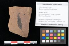 Foto (Objekt + Etikett) von Quercus palaeoilex Ettingshausen (NHMW-GEO-2024-0188-0842)